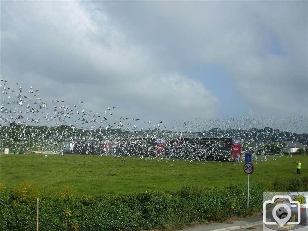 Pigeon Race - Princess May Rec, Ground - 19Jun10