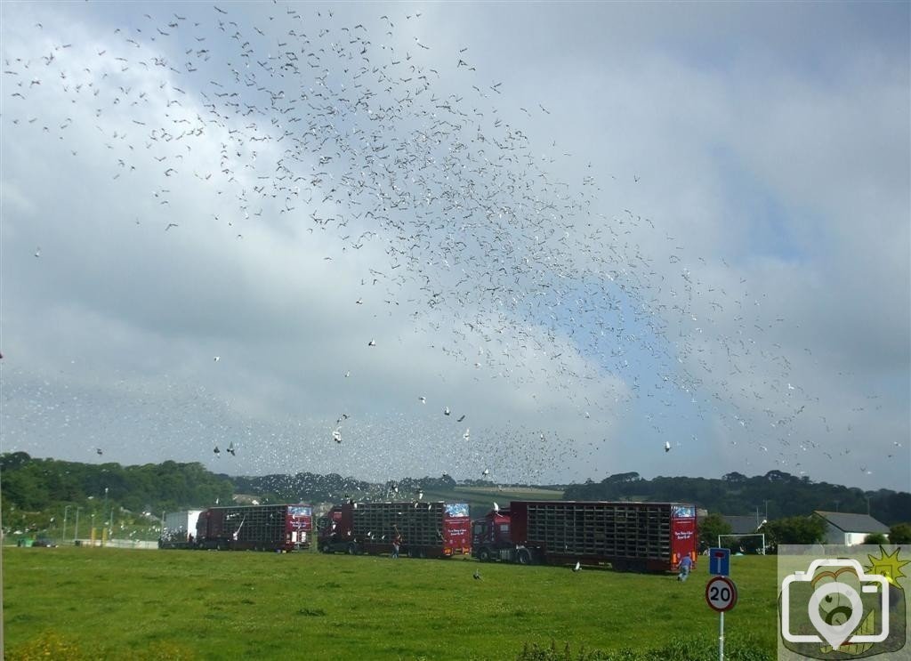 Pigeon Race - Princess May Rec, Ground - 19Jun10