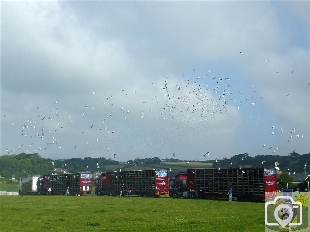 Pigeon Race - Princess May Rec, Ground - 19Jun10