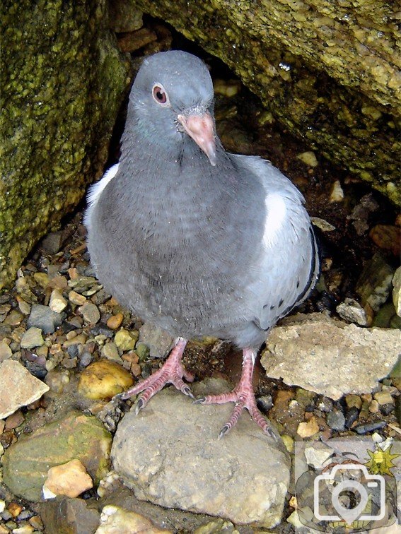 Pigeon