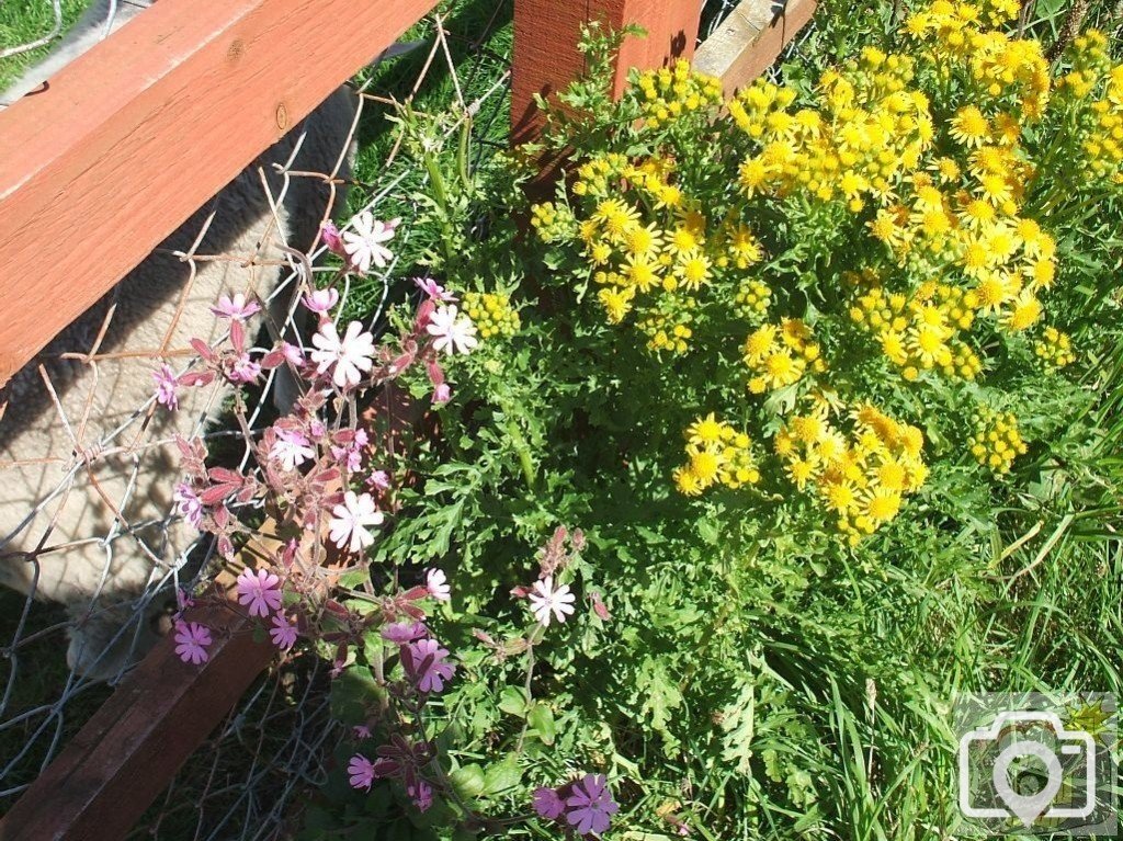 Pink campions and ragwort