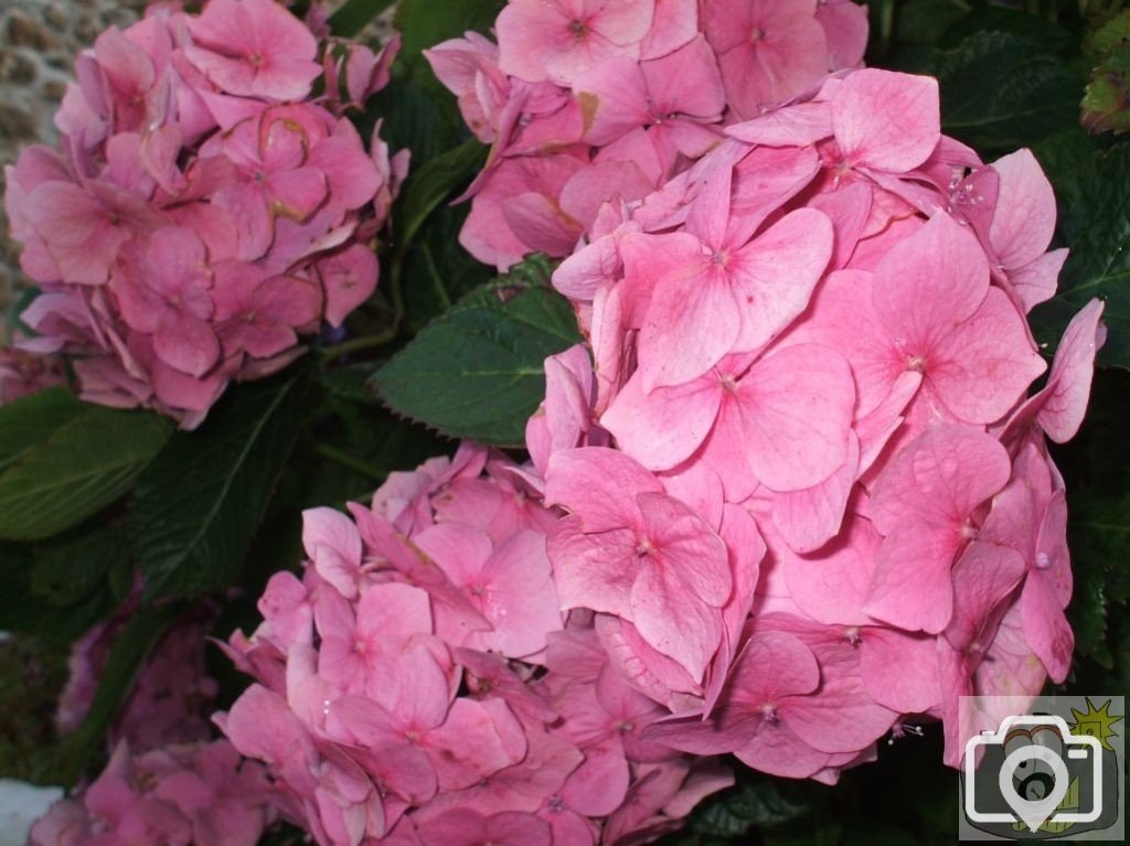 Pink hydrangeas