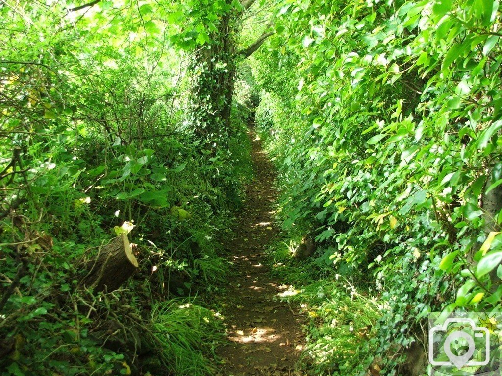 Polgoon (2)