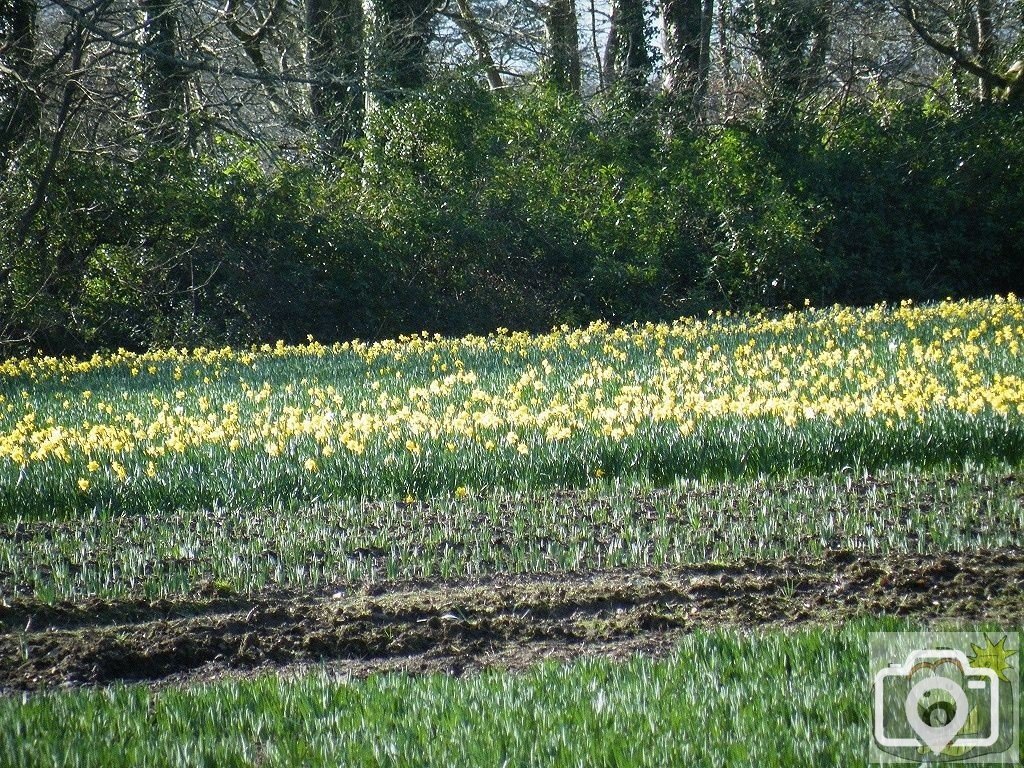 Poltair Daffodils