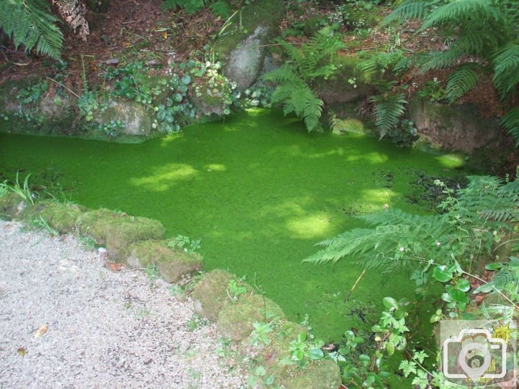 Pond and Green Weed, The Rock Garden - Trewidden Gardens - June '08