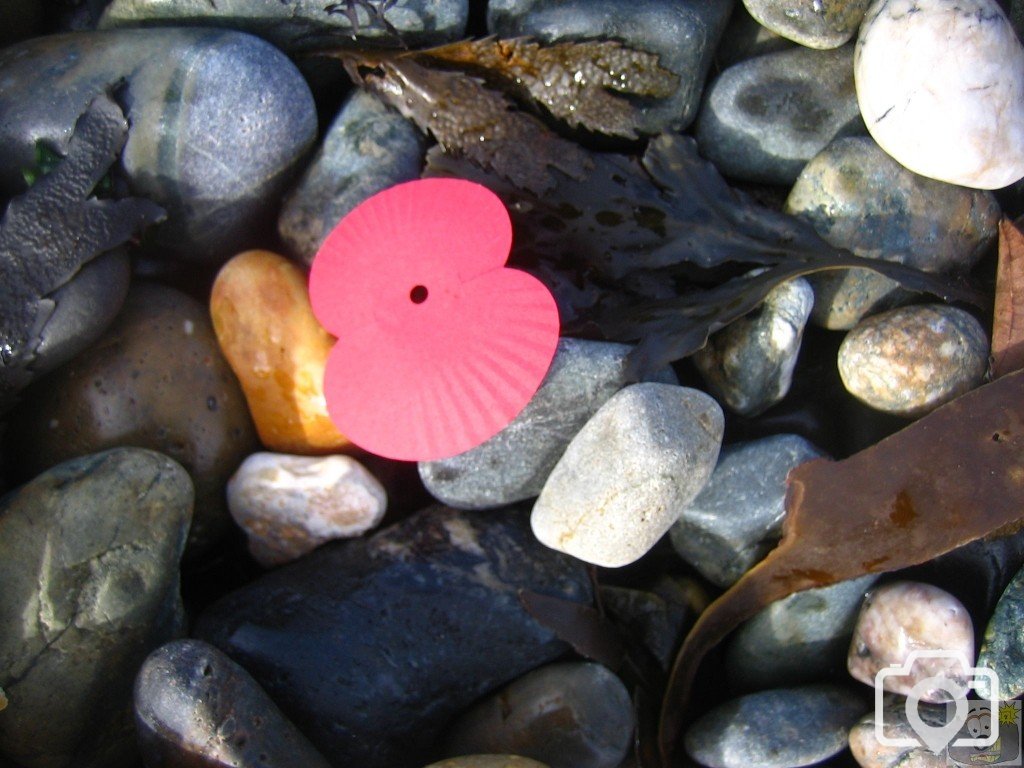 Poppy on Newlyn Beach