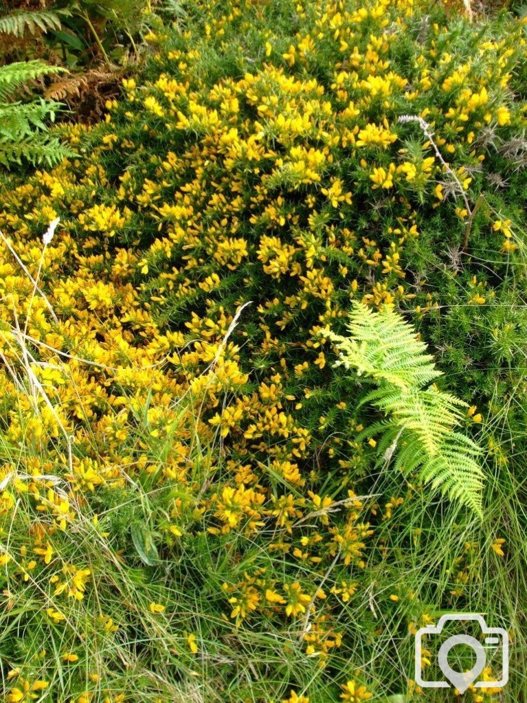 Portheras Cove (17th Aug., 2009) - Gorse.