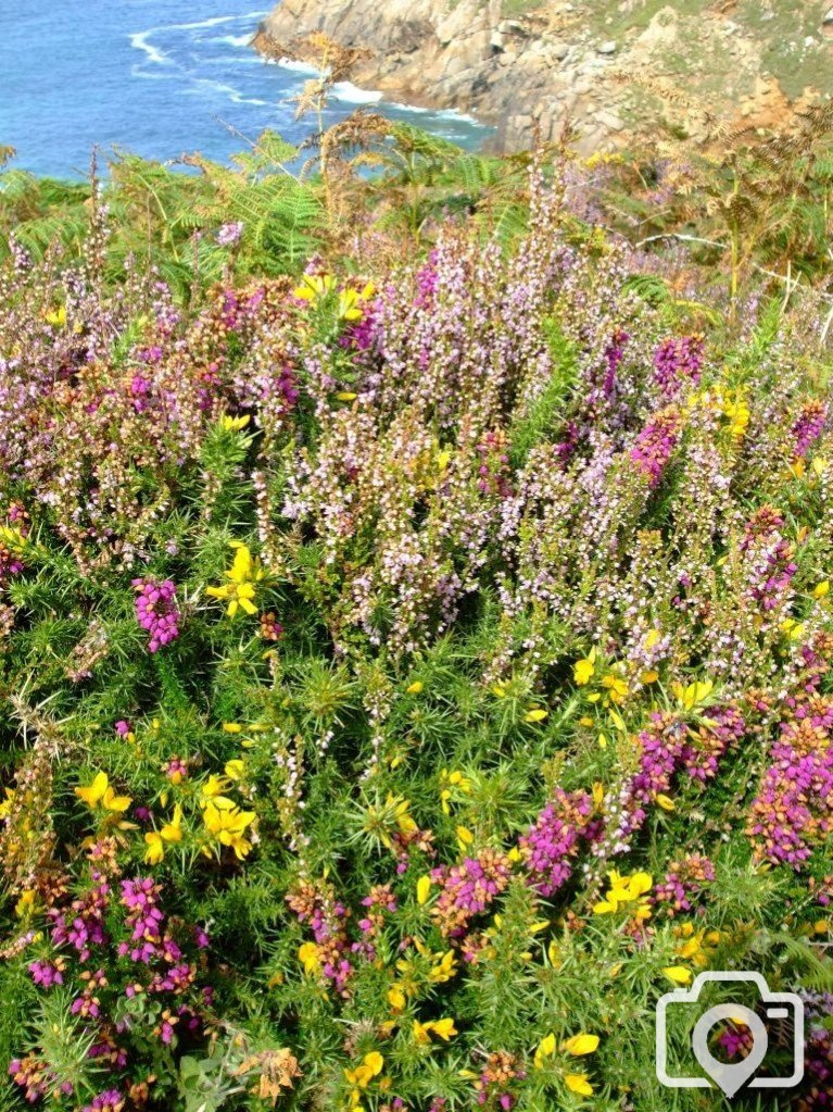 Portheras Cove. Blooming gorse, bell heather and ling