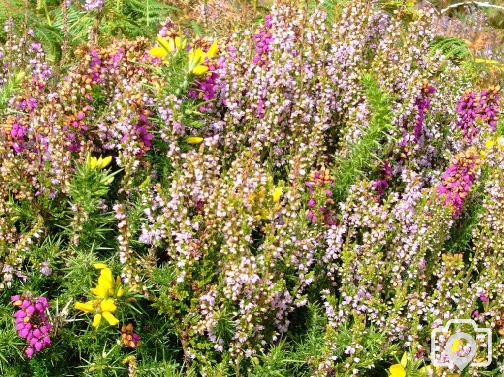 Portheras Cove. Blooming gorse, bell heather and ling