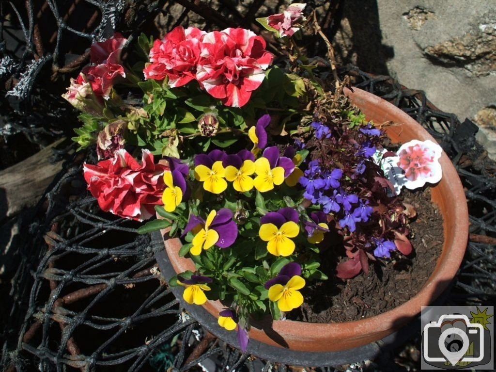 Pretty little flowerpotful in front of a fisherman's cottage, Penberth