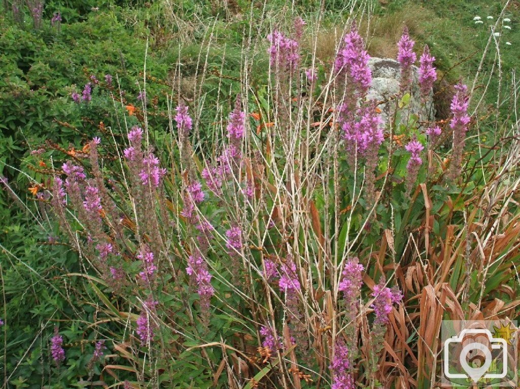 Purple loosestrife