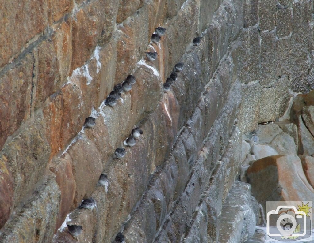 Purple Sandpipers - 3