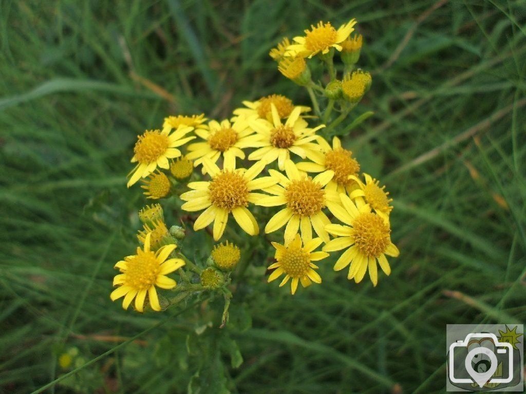 Ragwort