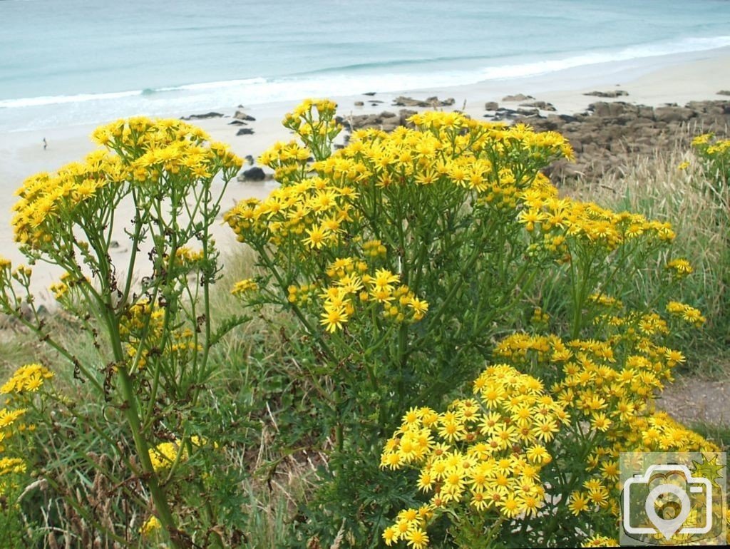 Ragwort