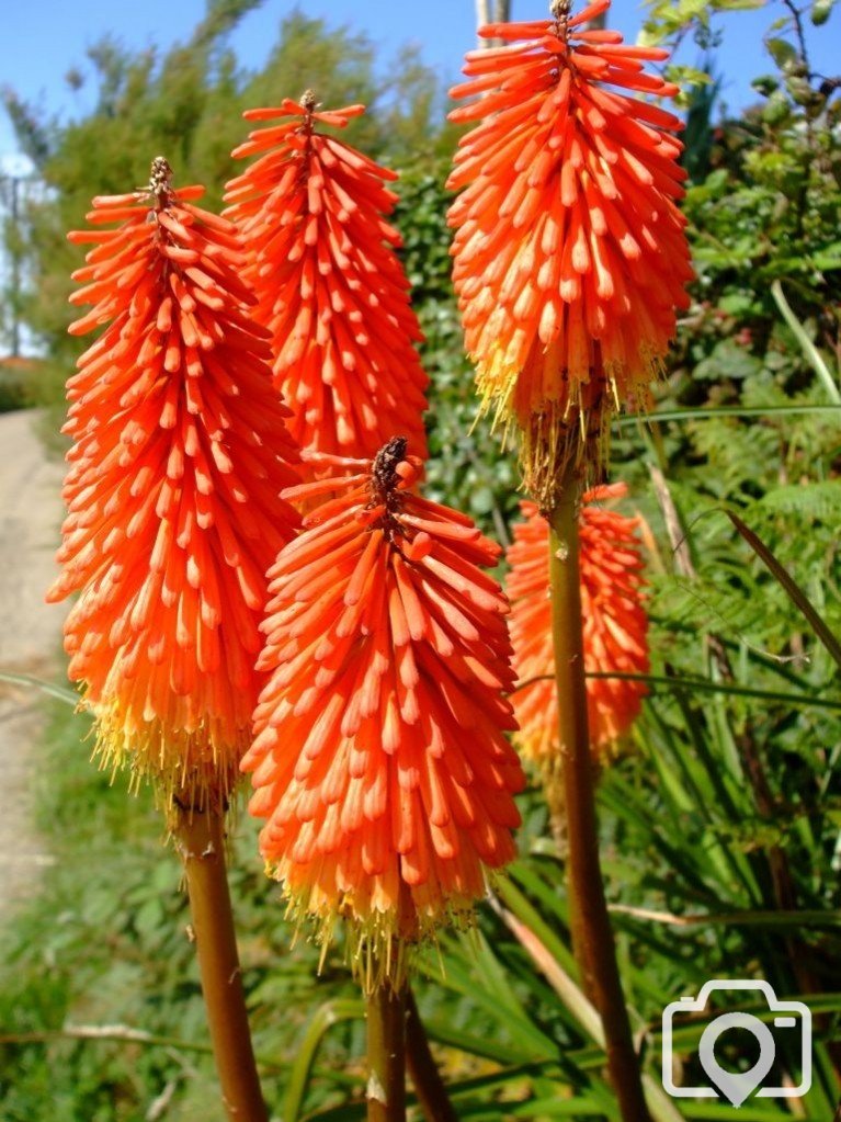 Red hot pokers on roadside at (17th Aug., 2009) Pendeen Watch