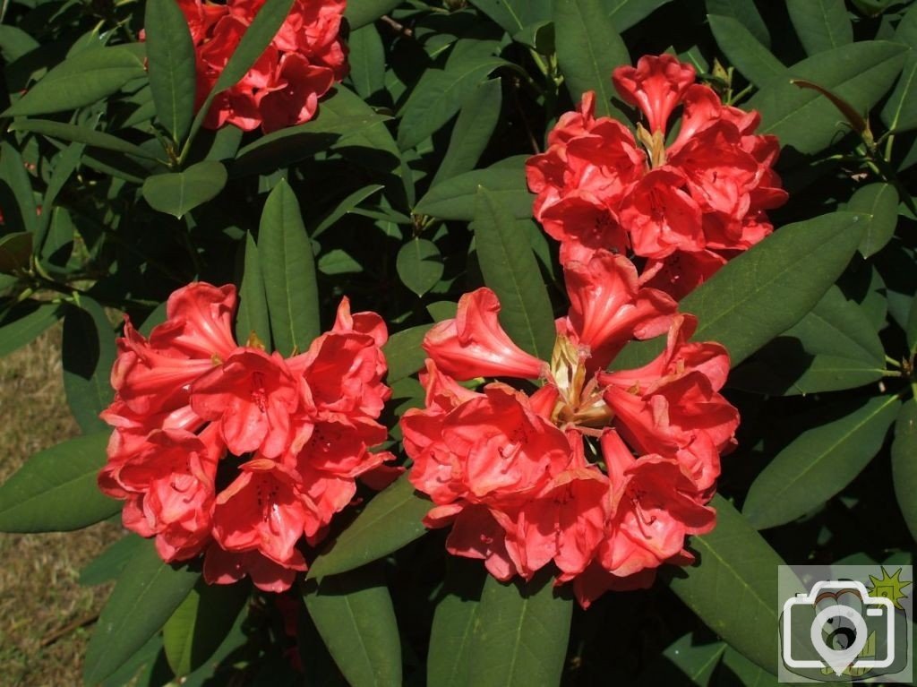 Red Rhododendrons - Trewidden Gardens - June '08