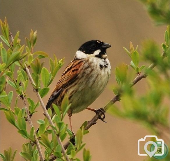 Reed Bunting