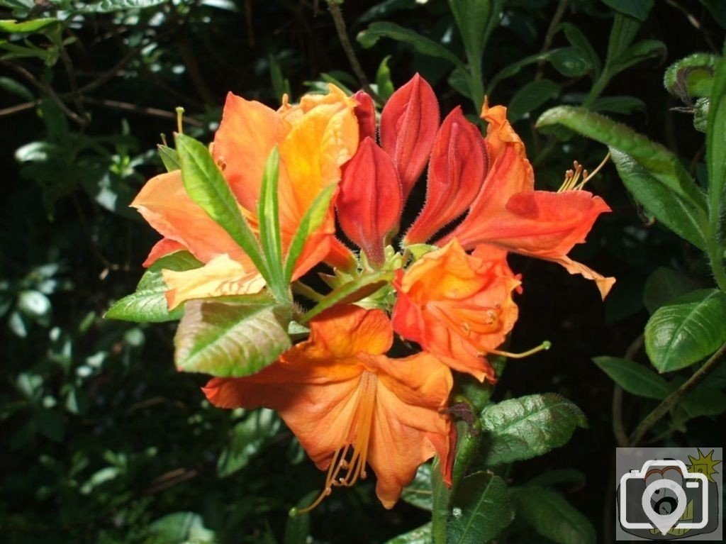 Rhododendron variety? Western Plantation - Trewidden Gardens - June '08