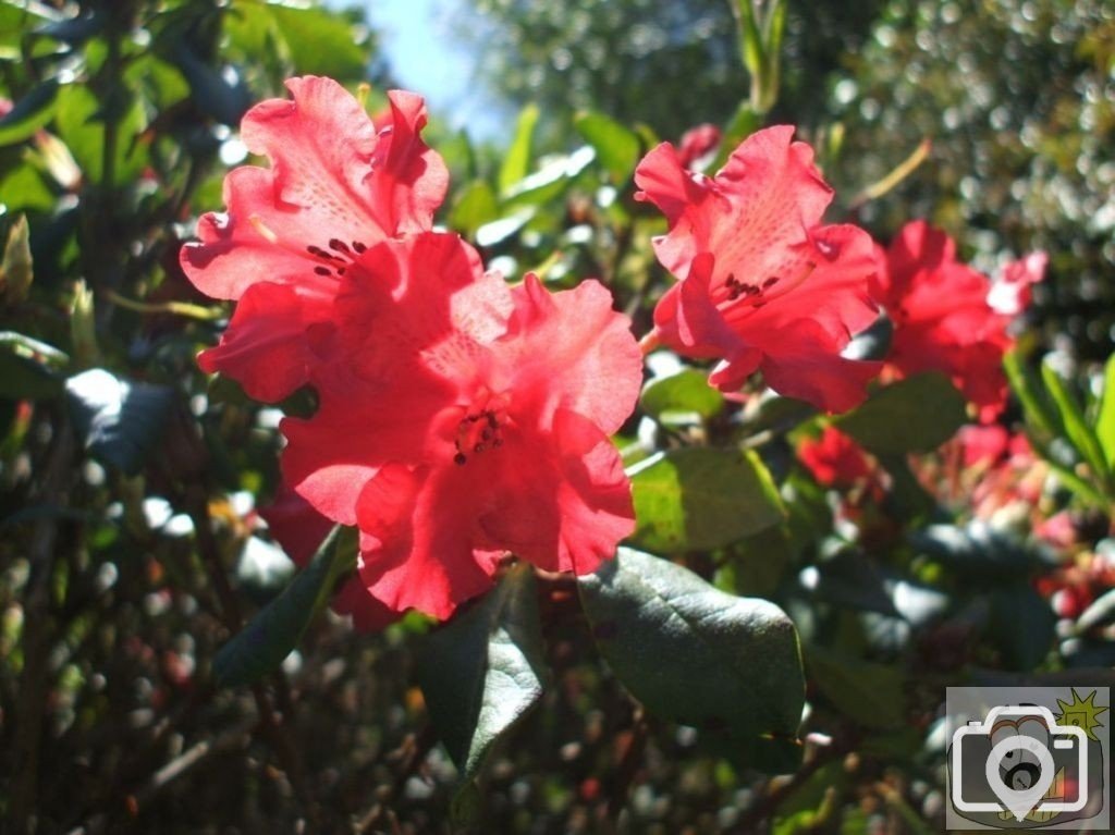 Rhododendrons - Western PlantationTrewidden Gardens - June '08