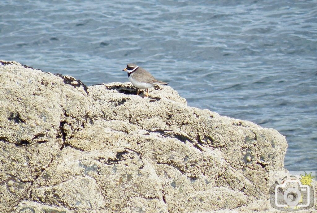 Ringed Plover