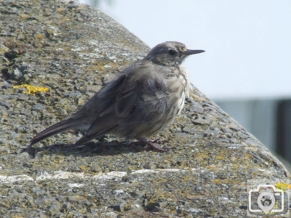 Rock Pipit and a Hard Plaice