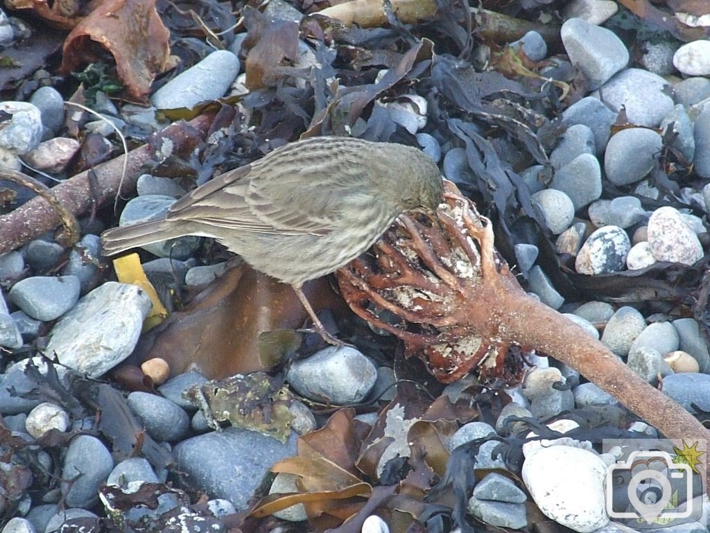 Rock Pipit