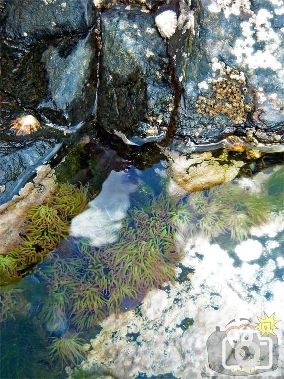 Rock Pool 004