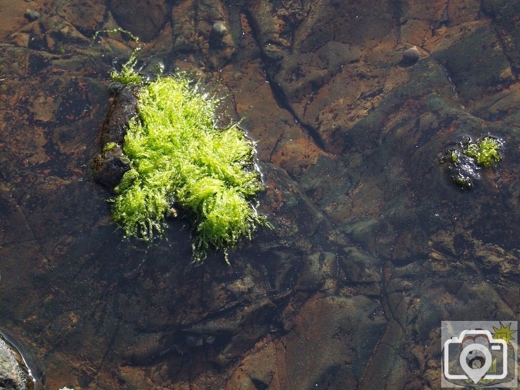 Rock Pool