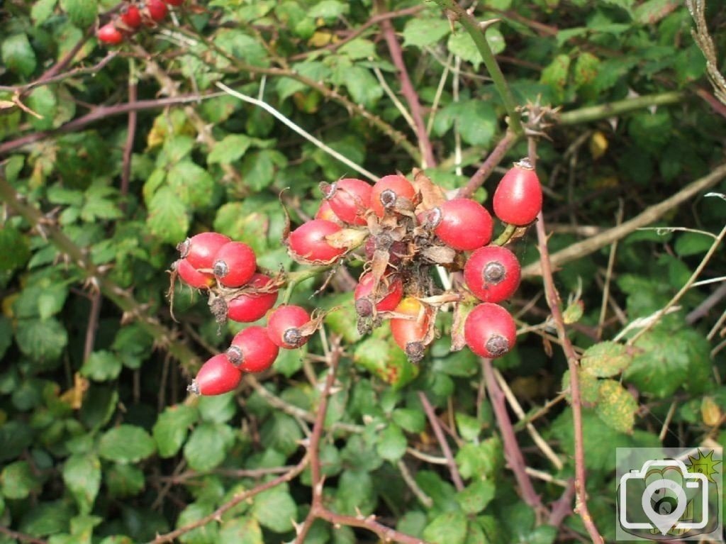Rose hips in the Castle grounds at Hayle.