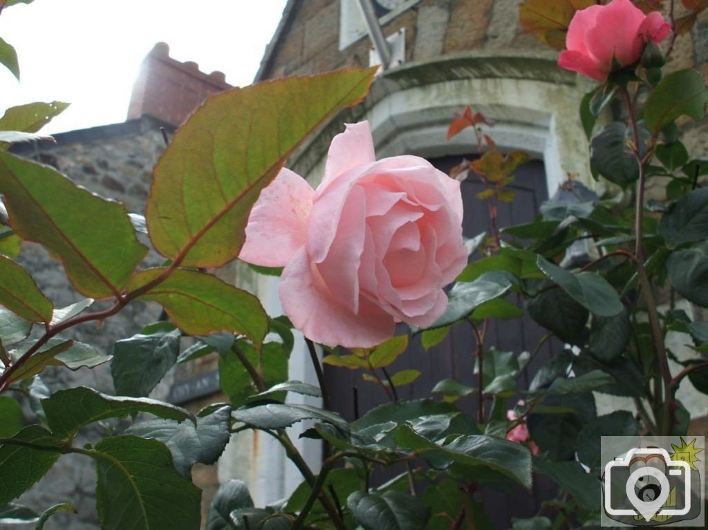 Rose, Marazion