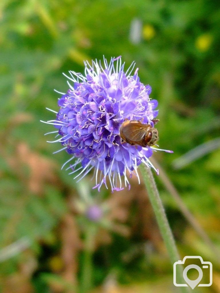 scabious  (17th Aug., 2009) spent at Portheras after parking by the