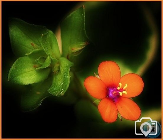 Scarlet Pimpernel