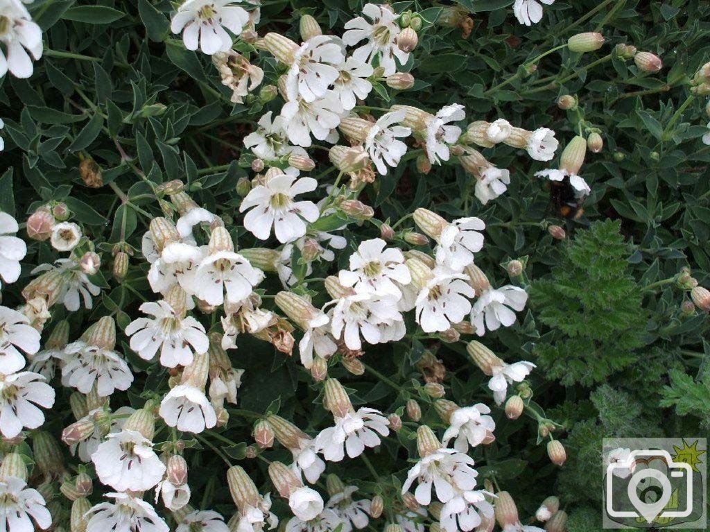 Sea campion