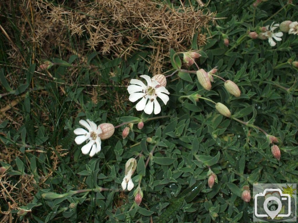 Sea campion