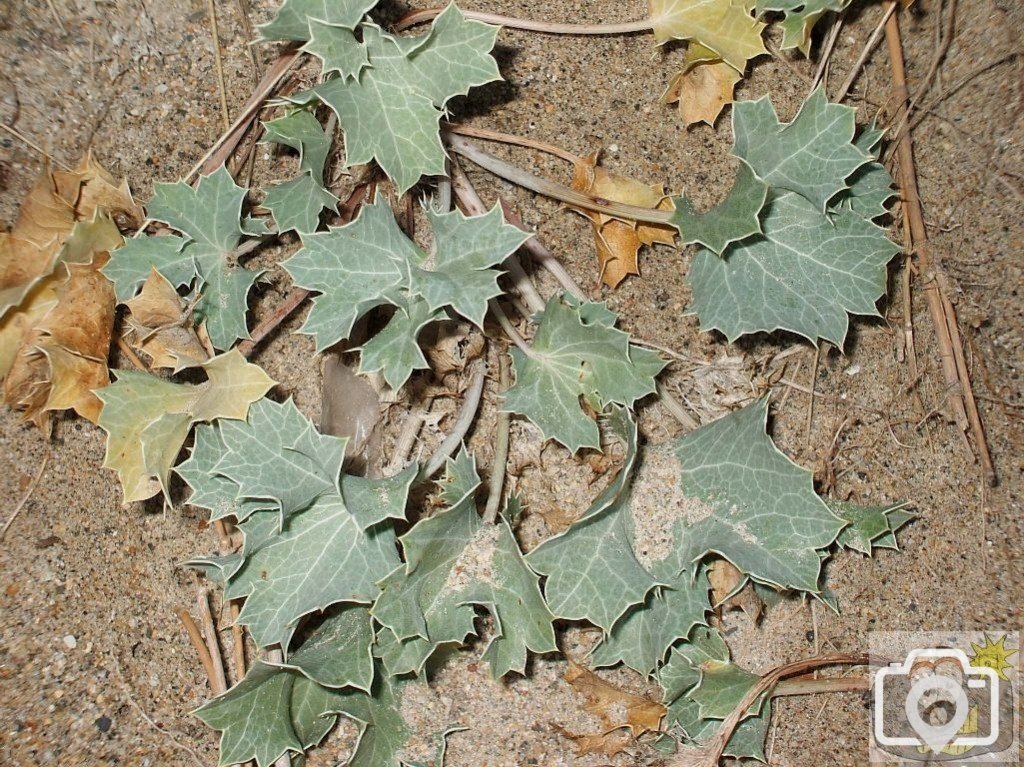 Sea Holly