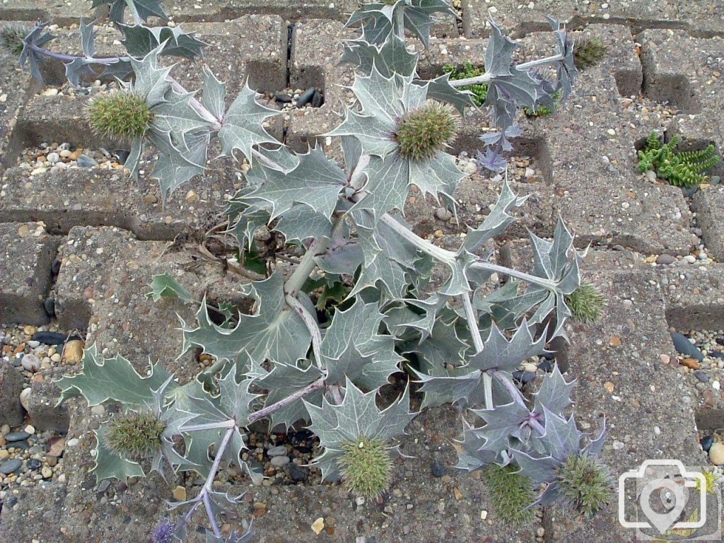 Sea holly