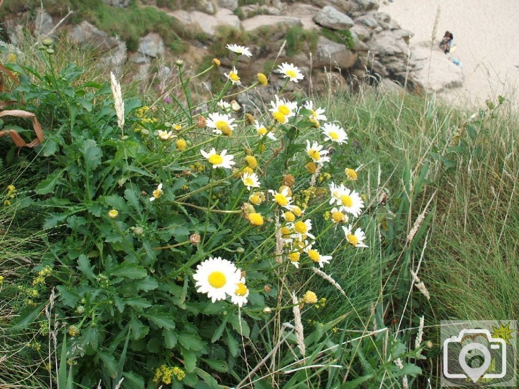 Sea mayweed