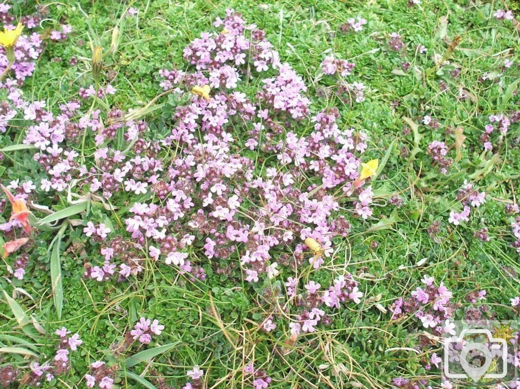 Sea rocket (cakile maritima)