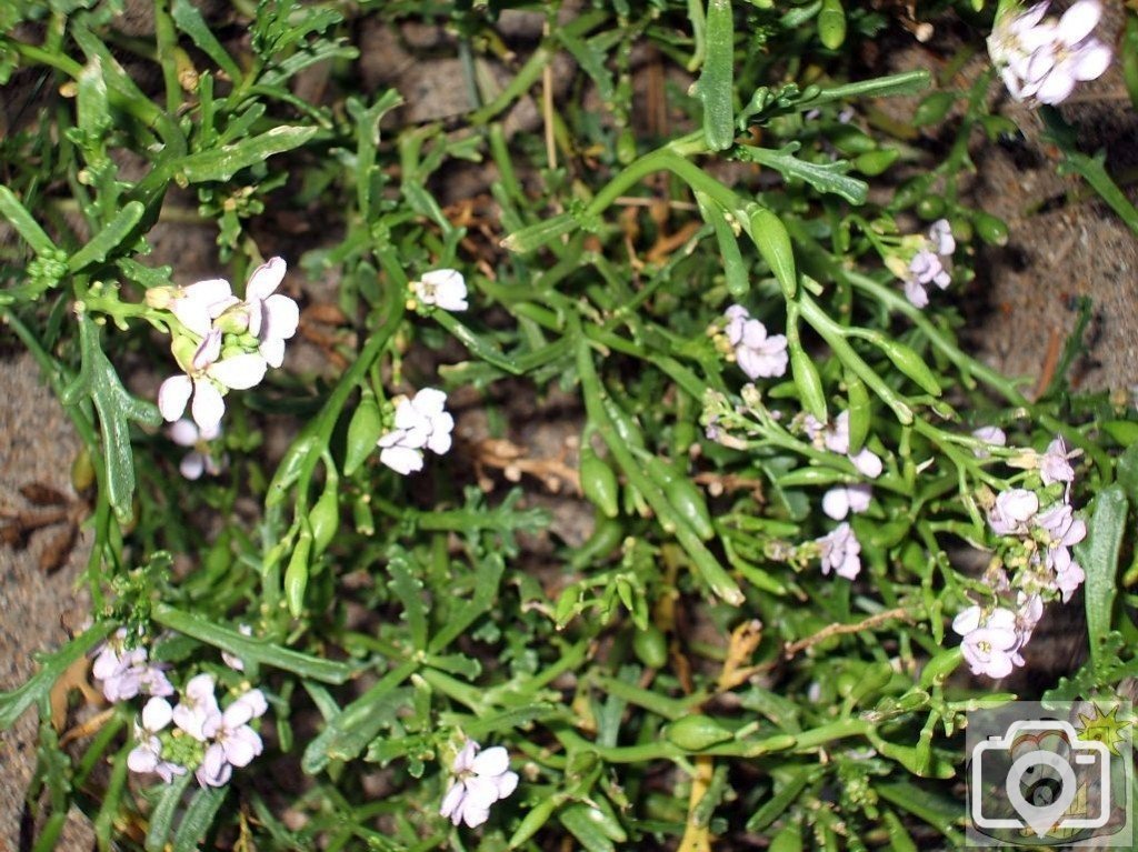 Sea Rocket