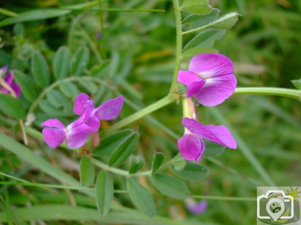 Sea vetch - NearPorthcurno - 17May10