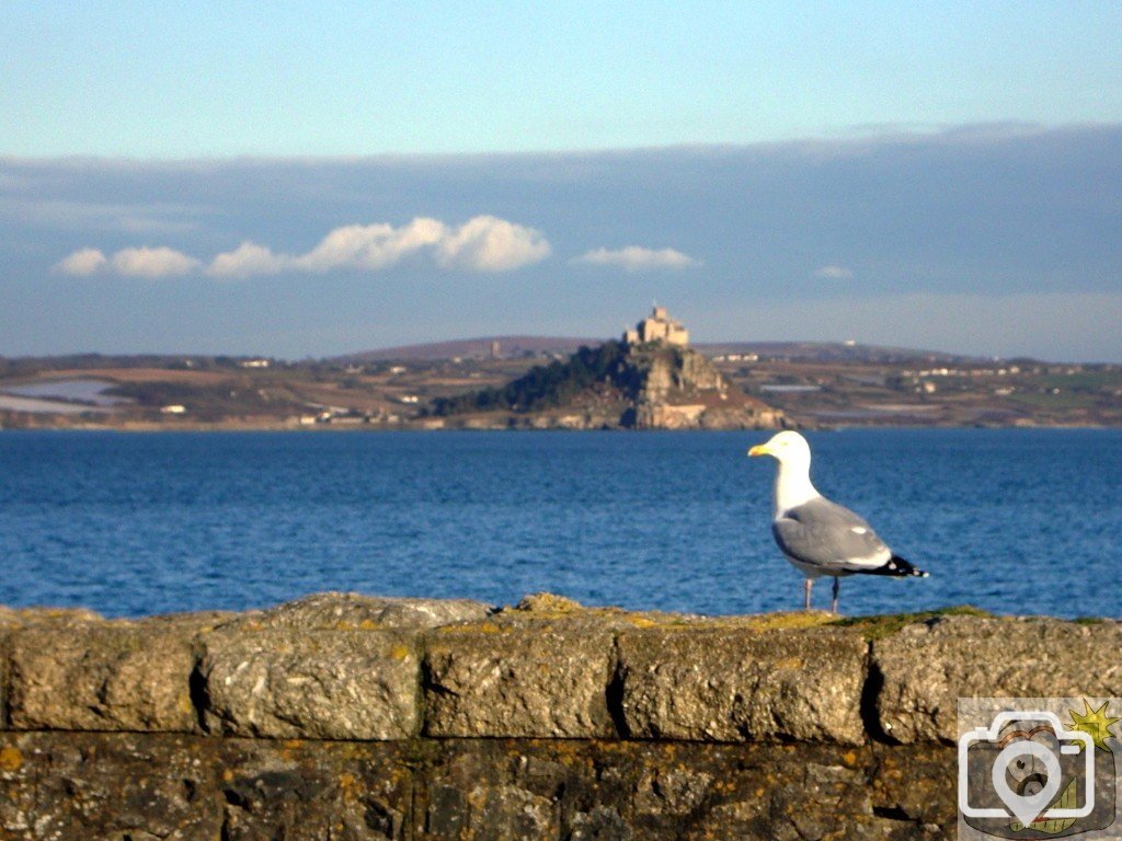 Seagull and Mount