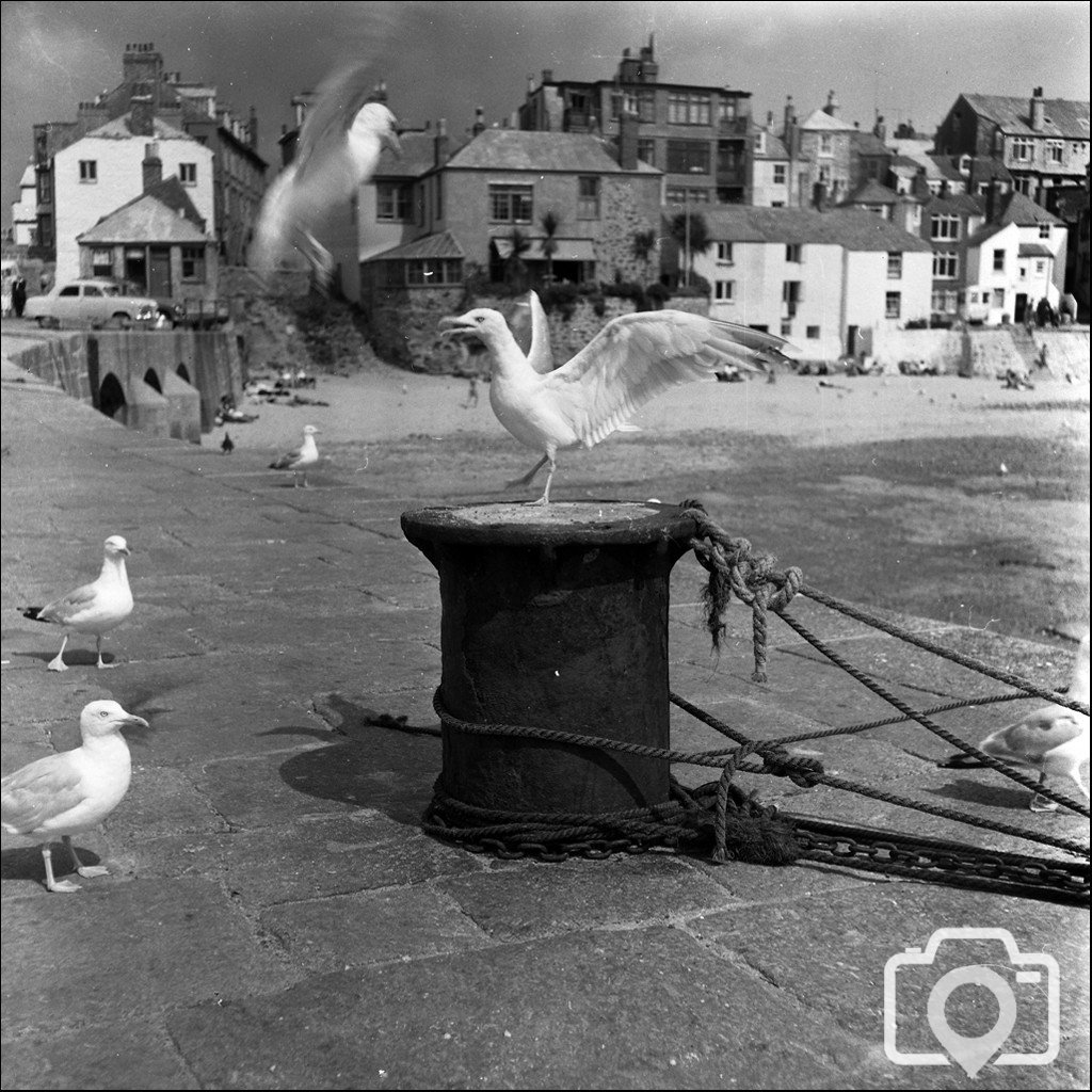 Seagulls and Bollard