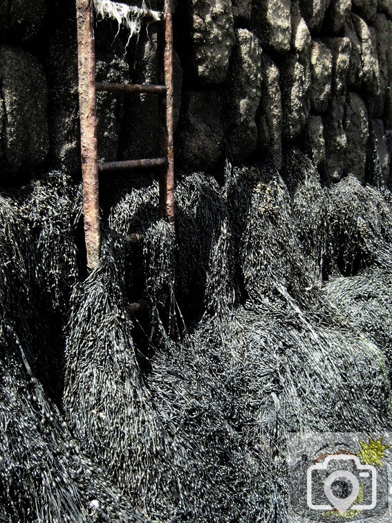 Seaweed at the Old Quay