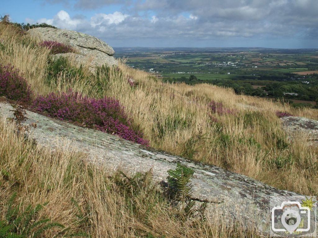 Sedge and Heather on Trencrom Hill's Slopes