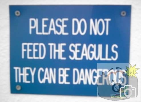 Sensible Seagull Control