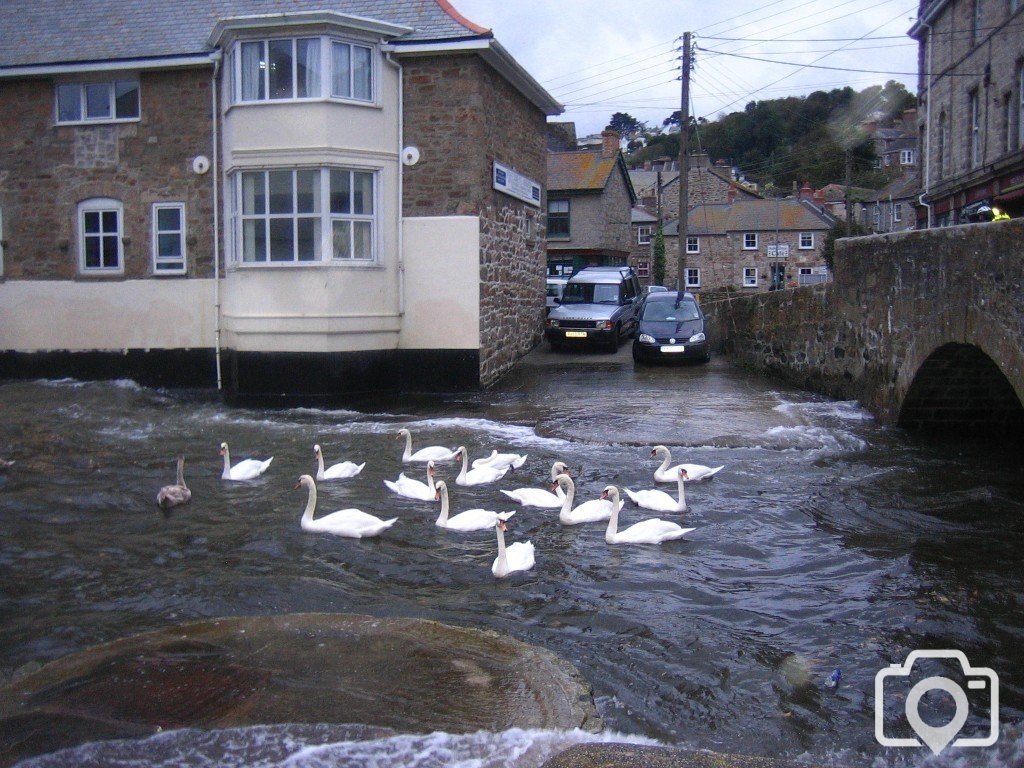 Several Swans A-Sheltering 1