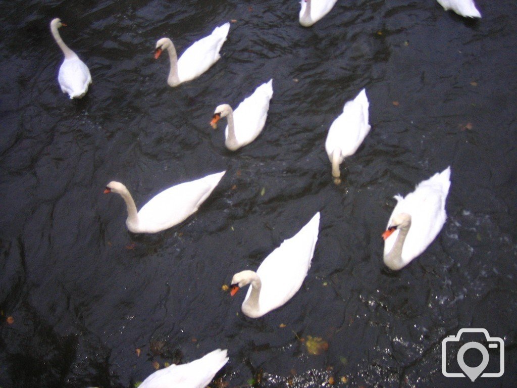 Several Swans A-Sheltering 2