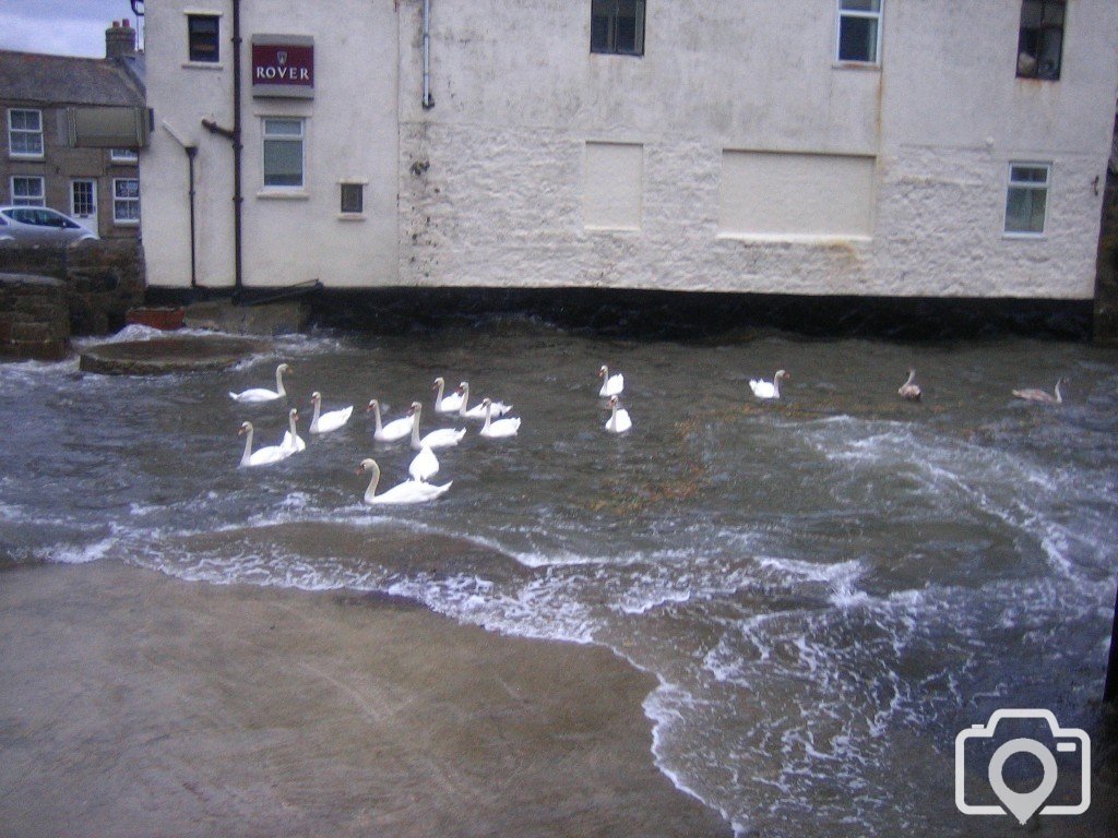 Several Swans A-Sheltering 3