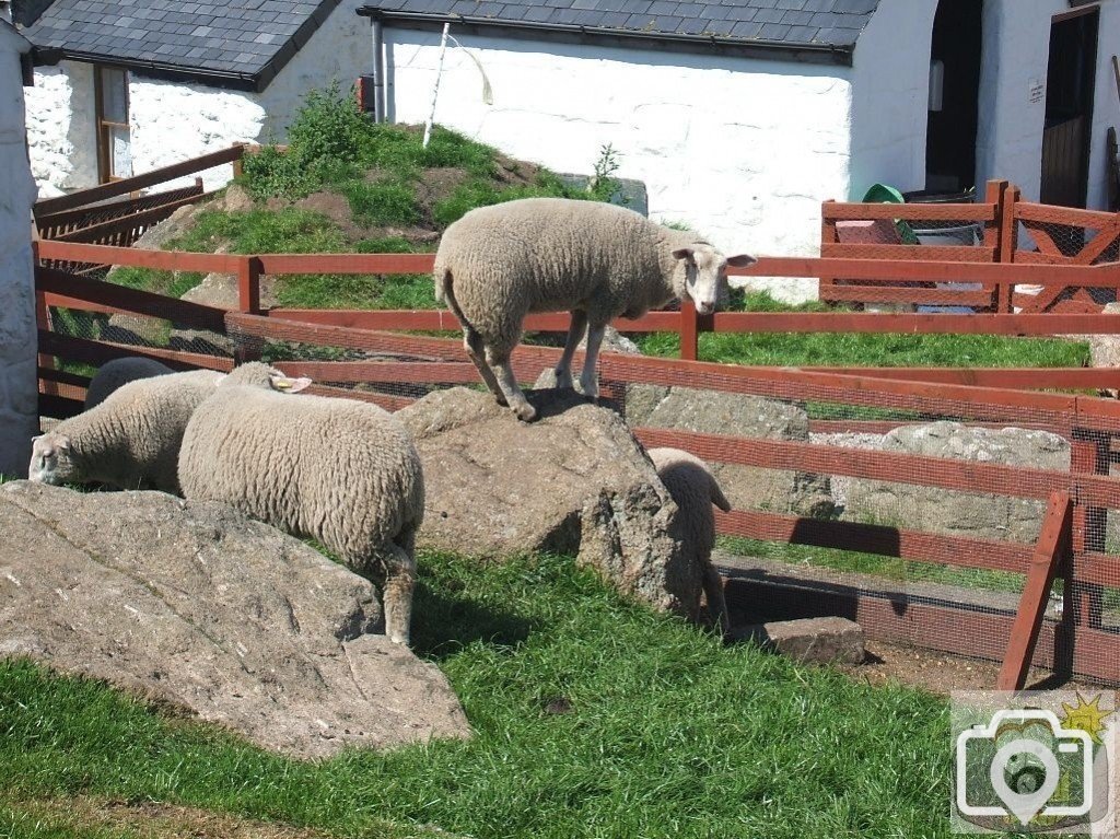 Sheep at Land's End, 2007