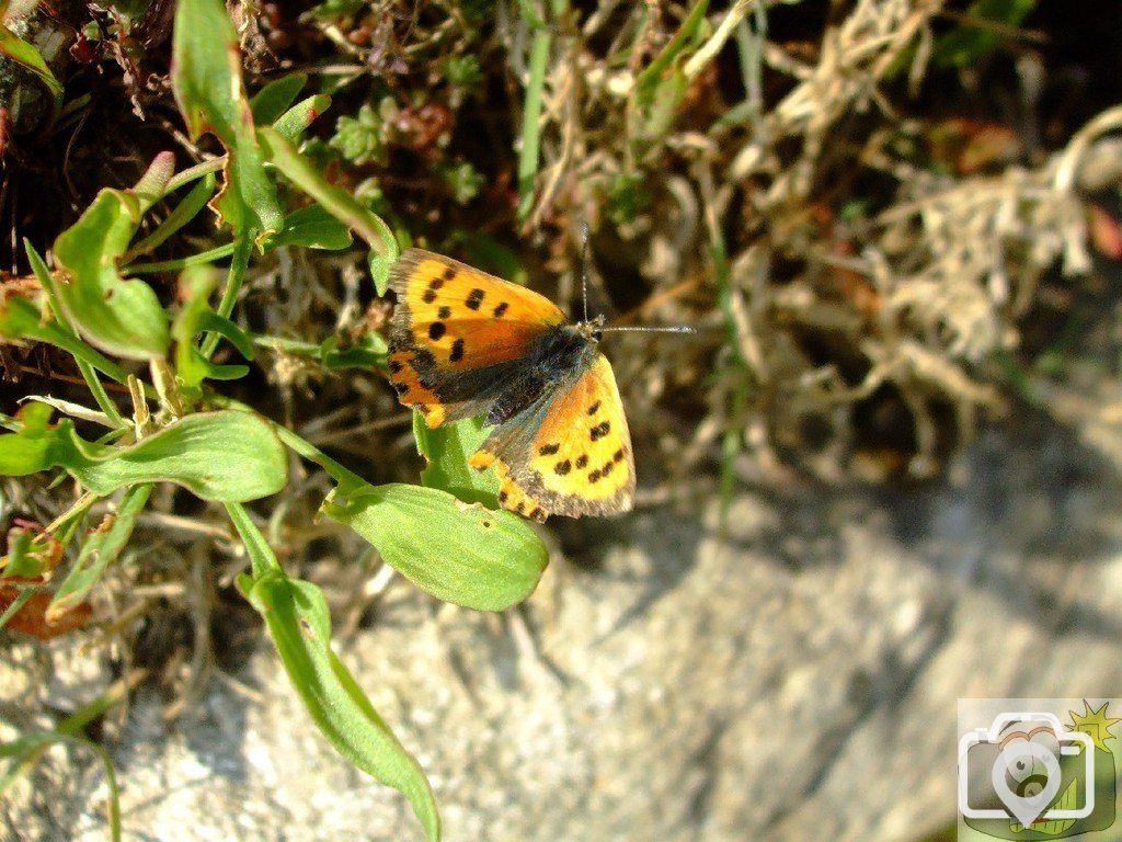 Small copper butterfly - 03Sep10